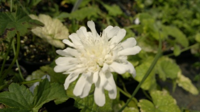 Knautia Arvensis 'Galley White'